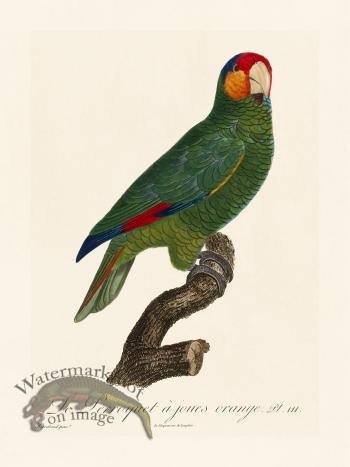 Barraband Parrot 111